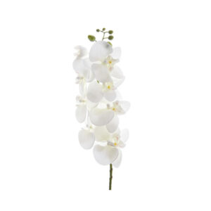 XXXL ORCHIDEJ 77 cm