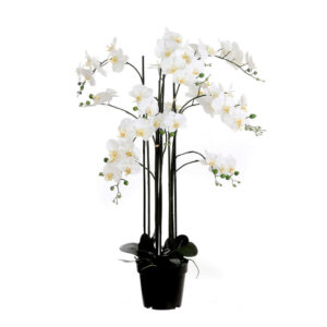 XXXL ORCHIDEJ