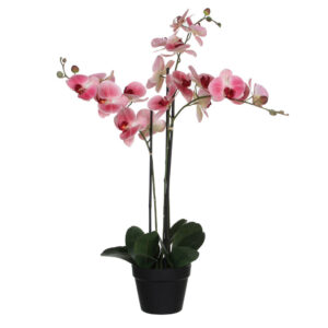 XXXL ORCHIDEJ